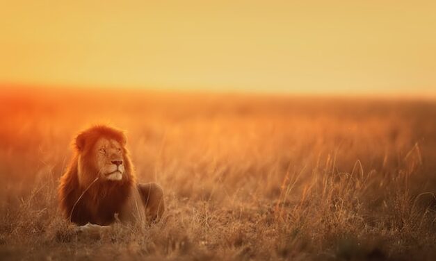 Aru-t a Lxuǧa yecḍeḥ!